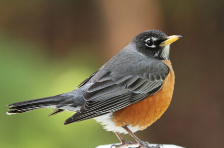 Spring Robin