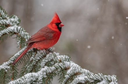 Cardinal In The Snow