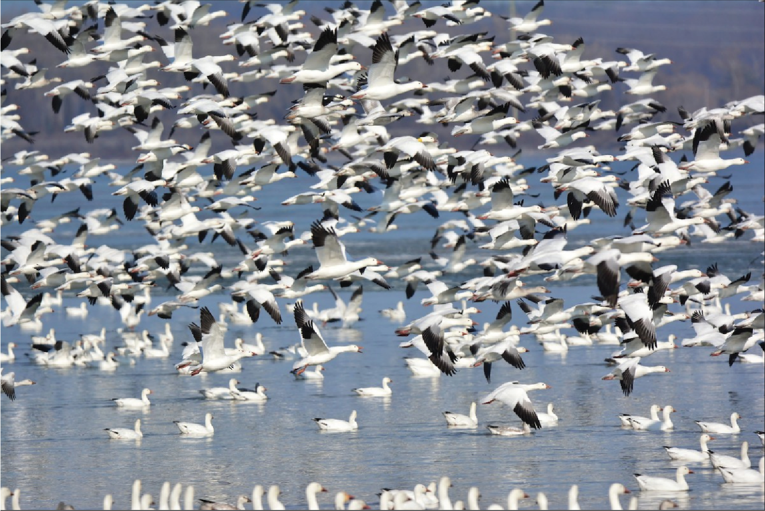 Birding Trail - Cayuga Lake Scenic Byway and Blueway Trail