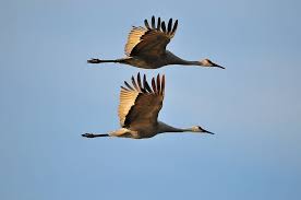 Two Sandhill cranes create a mirror-like image at Montezuma National Wildlife Refuge, NY