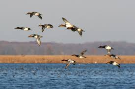 Ten Canvasback ducks in flight at Montezuma National Wildlife Refuge